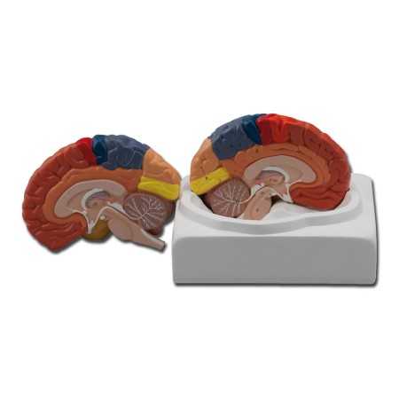 Brain Model - 1x