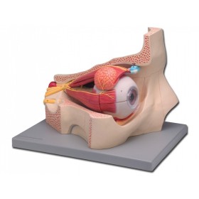 Modelo de ojo - 4 partes - 5x