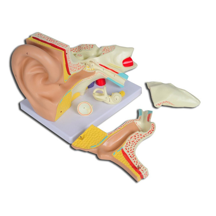 Modèle d’oreille linae « value » - 5 parties - 3x
