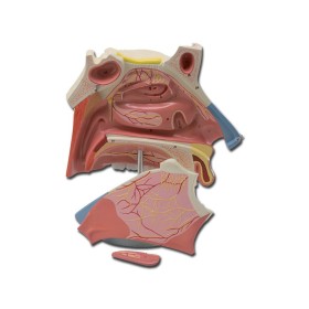 Nasal cavity model - 3x