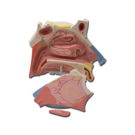 Modelo de cavidad nasal - 3x