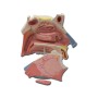 Nasal cavity model - 3x