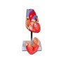 Heart model "value" line - 2 parts - 1x