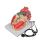 "value" line heart model - 3 parts - 3x