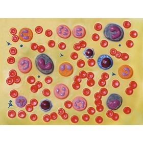 Blood cell model - 2,000x