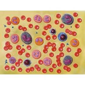 Model krevních buněk - 2 000x