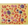 Model krevních buněk - 2 000x