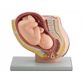 Bekken + foetus model - 1x