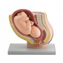Bekken + foetus model - 1x