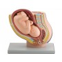 Pelvic + fetus model - 1x