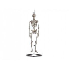 Mini Skeleton