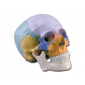 Kolorowy model czaszki - 3 części - 1x