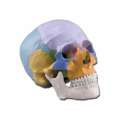 Modello cranio colorato - 3 parti - 1x