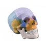 Modèle de crâne coloré - 3 parties - 1x