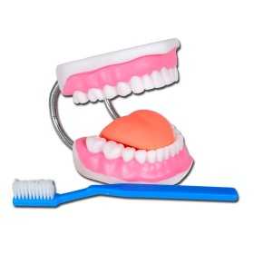 Modelová řada dentální hygieny
