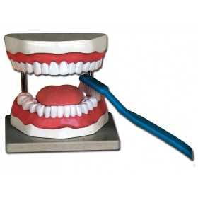 Modèle d'hygiène dentaire