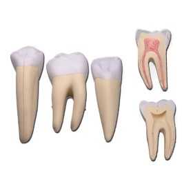 Set van 3 tanden (hoektand, kies, snijtand)