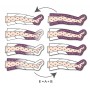 Pressoterapia perfect waves dotazione basic (2 gambali)