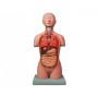 Mini torso - 16 delen