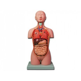Mini torso - 16 piese