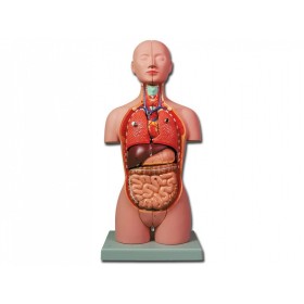 Mini Torso - 16 delen