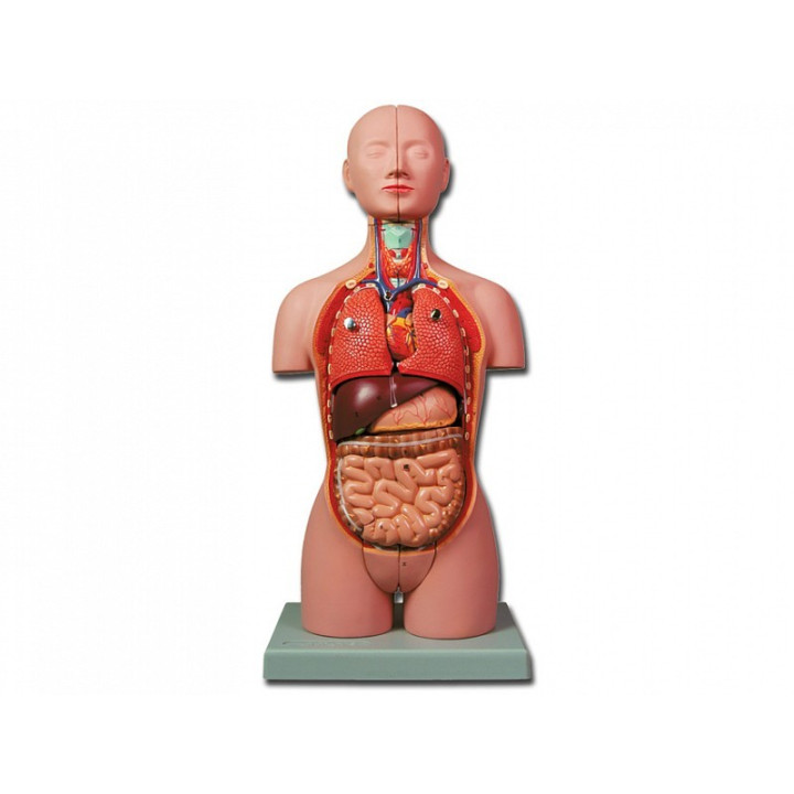Mini-Torso – 16 Teile