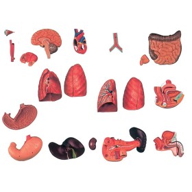 Trunchi bisexual deschis la spate - 27 de părți