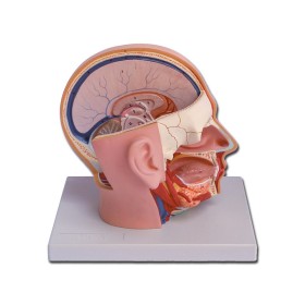 Model de cap - 4 părți - 1x