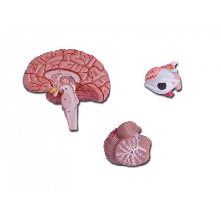 Head model - 4 parts - 1x