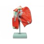 Mod. musculatura del hombro - 1x