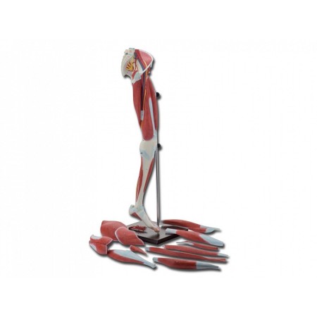 Mușchii picioarelor modificați