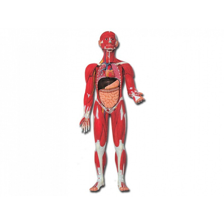 Mod. Musculatura corporal humana