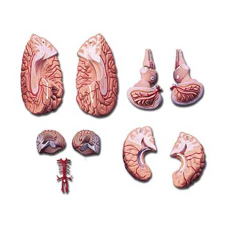 Artery Brain Model - 9 Parts