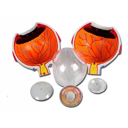 Eye line model "value" - 6 parts