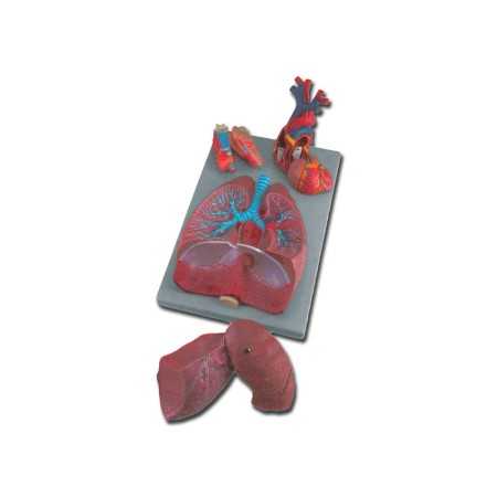 Respiratory System Model - 7 Parts