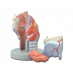 Modelo de laringe - 5 partes - 2x
