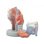 Larynx modell - 5 részes - 2x