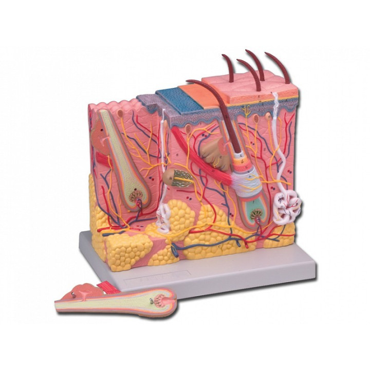 Dermis minta - 70x