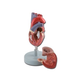 Heart model - 2 parts - 1x