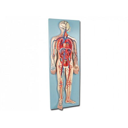 Modelul sistemului cardiovascular