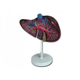 Liver model - 1.5x