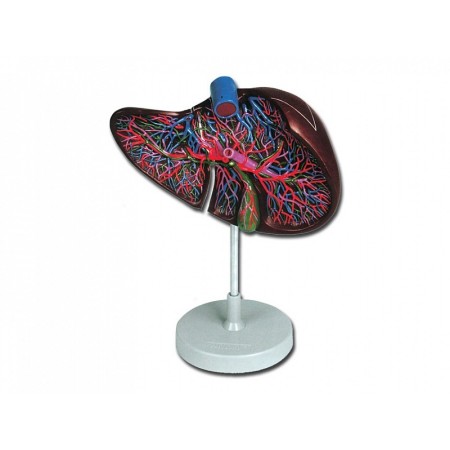 Model hepatic - 1,5x