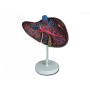 Liver model - 1.5x