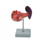 Pankreas modell - 1x