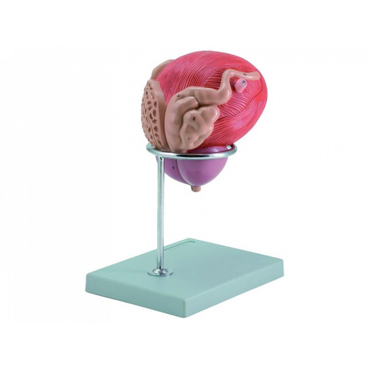 Model močového měchýře + prostaty - 2 části - 3x