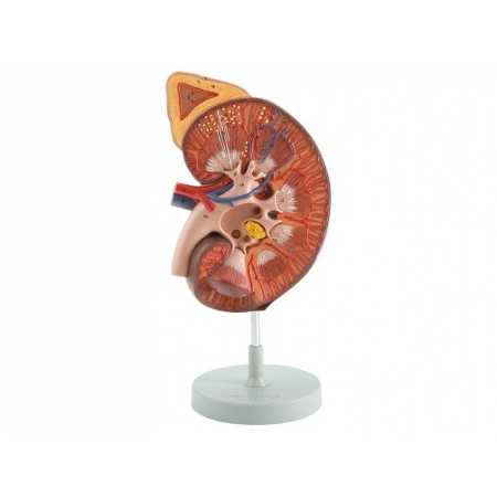 Kidney model - 3x