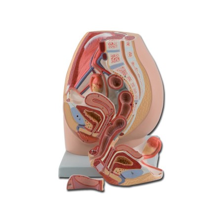 Modelul sistemului genital feminin - 3 părți