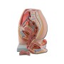 Mod. Female Genital System - 3 Parts