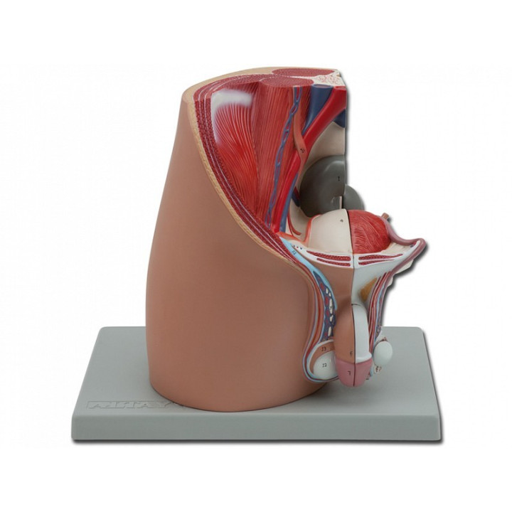 Mod. Male Genital System - 4 Parts