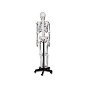 Modello scheletro umano linea "value"
